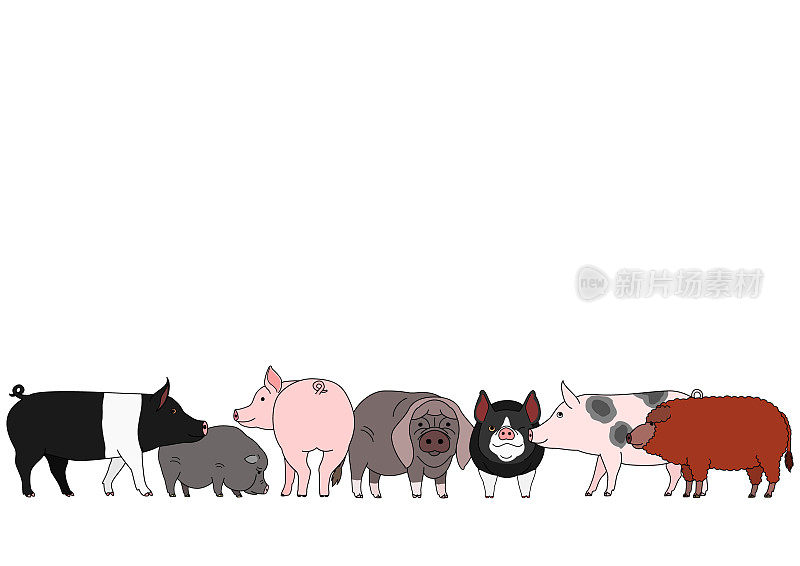 cute cartoon pig group
